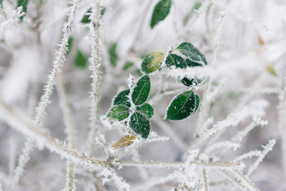 Cuidado de plantas en invierno