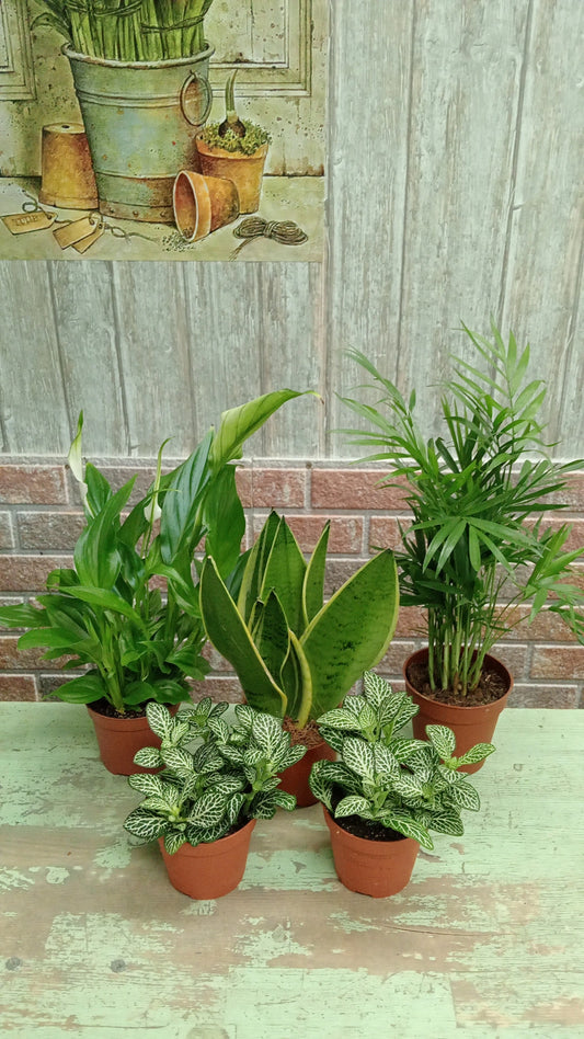 Pack mini plantas