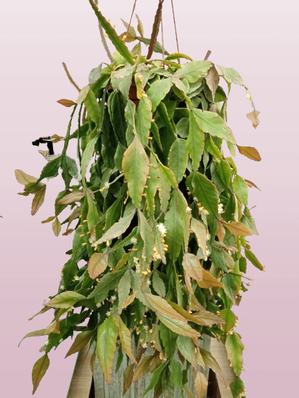 Cactus Rhipsalis Elliptica