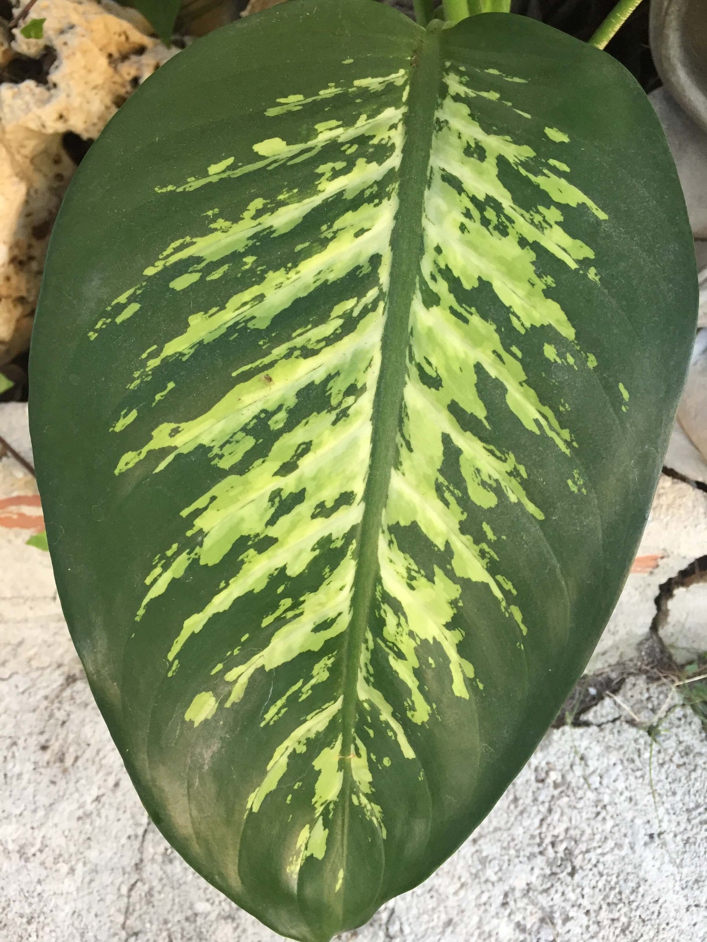 Dieffenbachia Planta