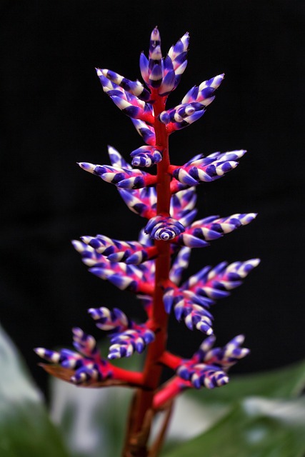 Aechmea Fasciata - Flor Rosa