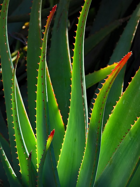 Planta de Aloe Vera con Macetero de Barro