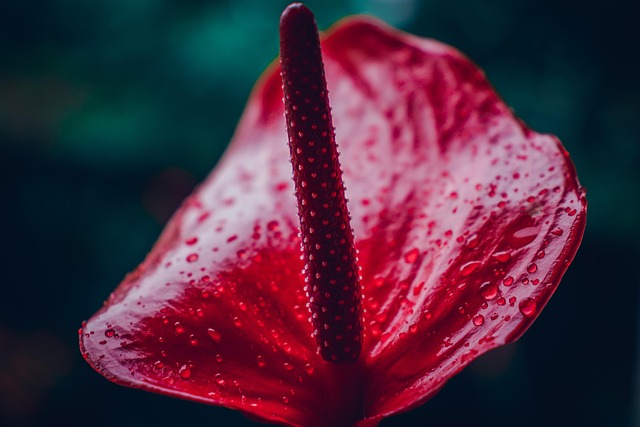 Anthurium Planta - Anthurium Mystique Rosa
