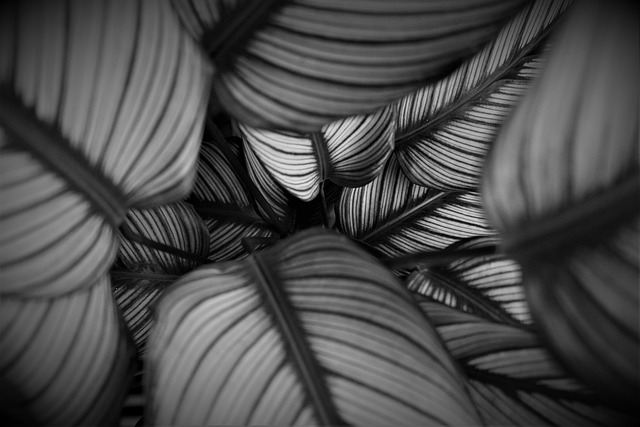 Calathea Orbifolia en Maceta