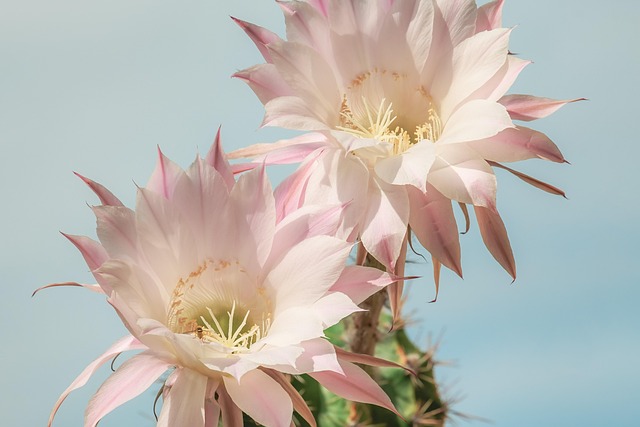 Centro de Cactus en Caja de Madera Blanca