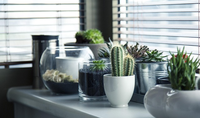 Centro de Plantas Ornamentales de interior con flor