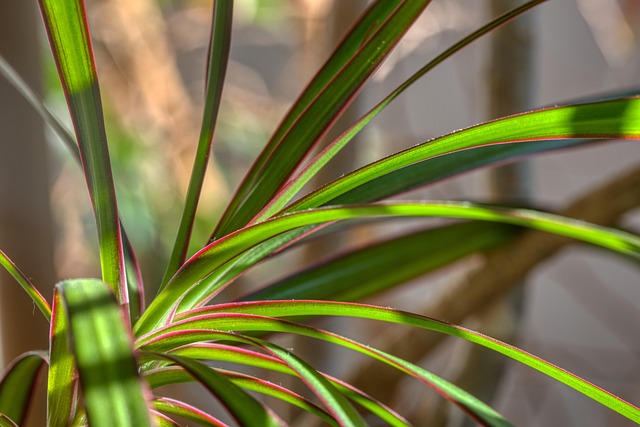 Composición dracena