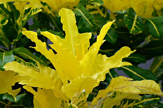 Croton Planta online - Planta de Interior