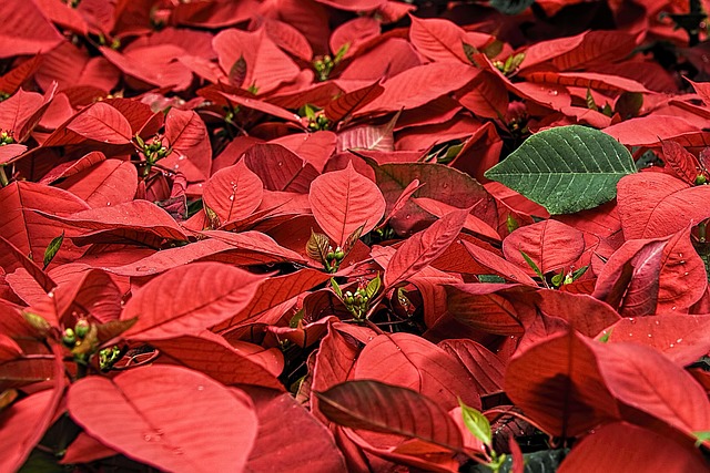 Euphorbia Lactea Cristata en Maceta