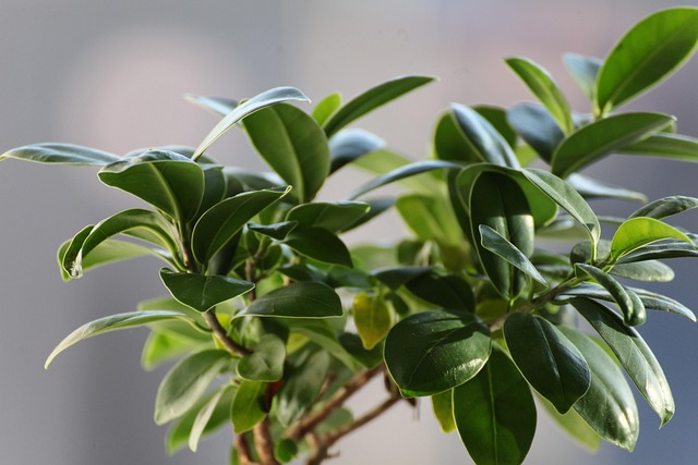Ficus Robusta 3 Cañas con hojas verde oscuro