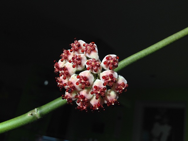 Hoya Kerrii Mini