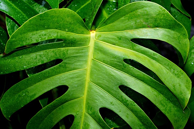 Monstera Deliciosa - Planta Costilla de Adán