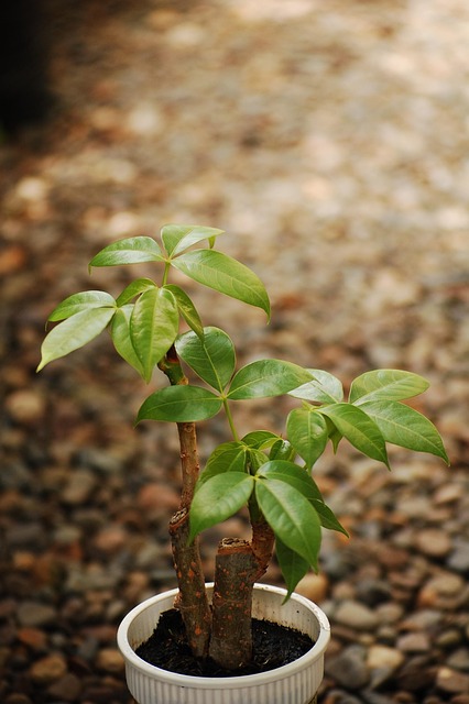 Pachira aquatica
