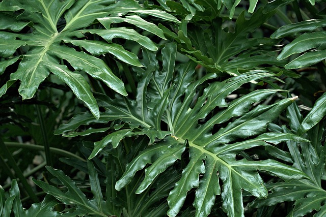 philodendron birkin