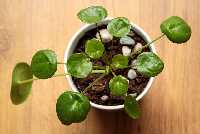 Pilea colgar