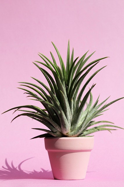Piña en Maceta de Barro