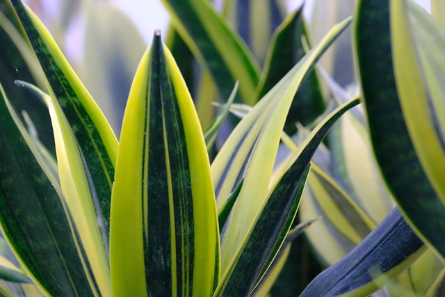 Sansevieria Lengua de Suegra