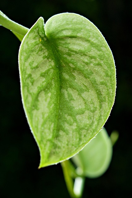 Scindapsus Pictus Argyraeus