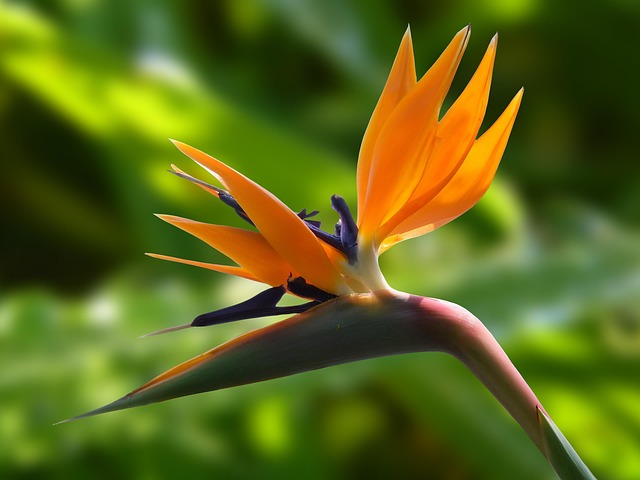 Strelitzia Augusta - Planta Ave del Paraiso