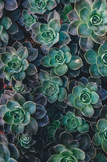 Echeveria Suculenta Rosa en Maceta