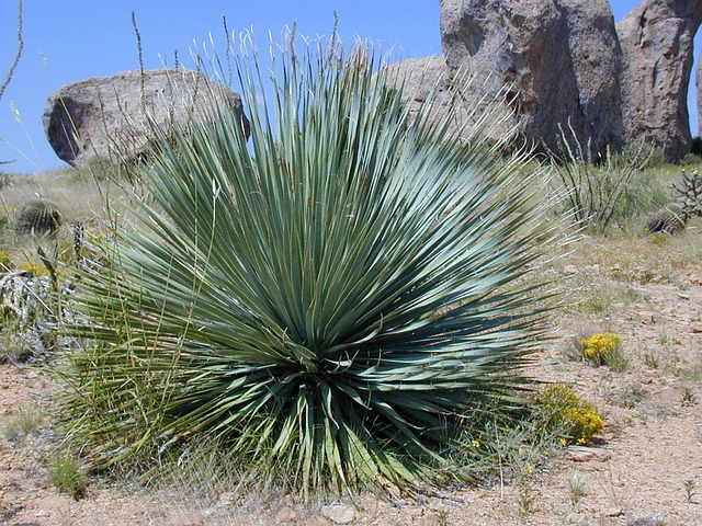 Yuca Planta en Maceta - Planta de Interior